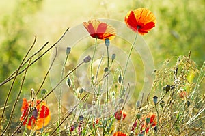 The May meadow, poppies