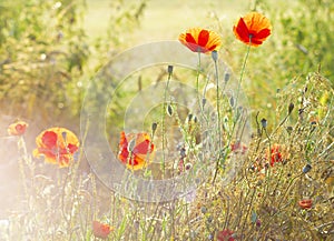 The May meadow, poppies