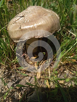 May mushroom, or St. George& x27;s mushroom, Ryadovka May, or Kalocybe May - edible mushroom of the family Lyophyllaceae