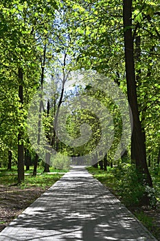 May park, path, grass and green trees