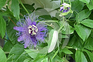 May-pop Purple Passion flower(Passiflora Incarnata) photo