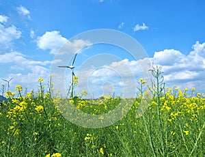 May rapeseed flowering.