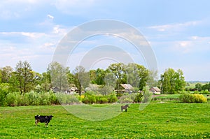 May rural landscape with grazing cow and horse on field