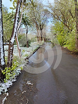 .The May snow brought cold and beautified nature photo