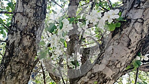 May, Springtime Delicate and Fragrant Apple Blossoms in Maine