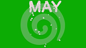 May text with cherry flowers on green screen background