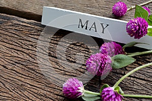 May text on white wood block and globe amaranth flowers on old wooden background.