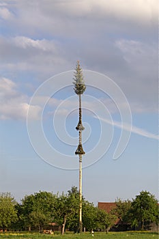 May tree 1 May tradition in germany