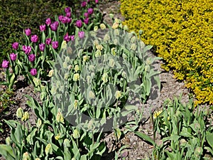 May weekend with beautiful flowers in Hortulus theme gardens, Poland