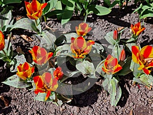 May weekend with beautiful flowers in Hortulus theme gardens, Poland