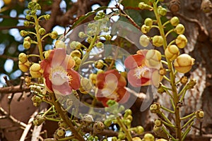 ÃÂÃÂ¡annon ball tree. Stem, flowers and fruits. Bottom view at Byculla Zoo Rani bagh.Mumbai photo