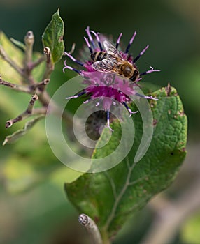 Maya bee on thistle