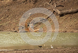 Maya and  cub near a water hole, Tadoba Andhari Tiger Reserve, India