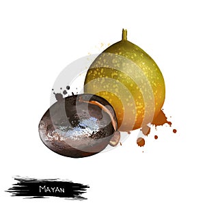Mayan isolated. Breadnut or Maya nut. Figs and mulberries. Ramon, ojoche, ojite, ojushte, ujushte, ujuxte, capomo, mojo, ox, photo