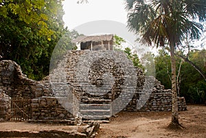 Mayan Pyramid in Coba. Mexico. Yucatan