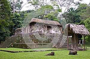 Mayan ruins of el ceibal photo
