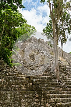 Mayan stone pyramid with a large tree growing from the steps in Calakmul, Mexico