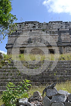 Mayan temples and iguane