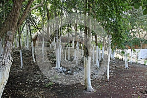 Mayan villagers restraunt