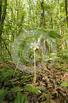 Mayapple flower in an Ohio forest.