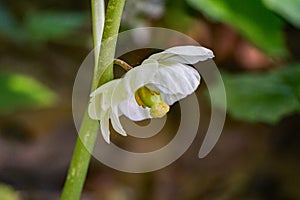 Mayapple Flowerâ€“ Podophyllum peltatum
