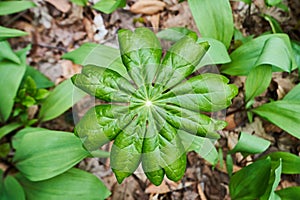 Mayapple Plant on Forest Floor in Spring