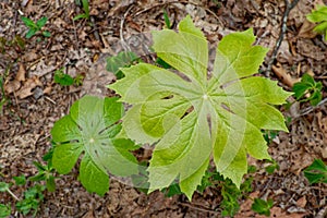 Mayapple plants closeup
