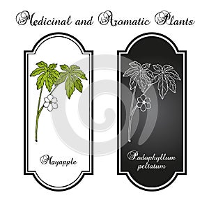Mayapple Podophyllum peltatum , medicinal plant