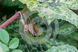 Mayapple Podophyllum peltatum Spotty Dotty, budding flowers