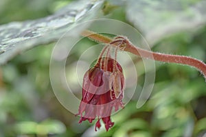 Mayapple Podophyllum peltatum Spotty Dotty pending chocolate red flowers