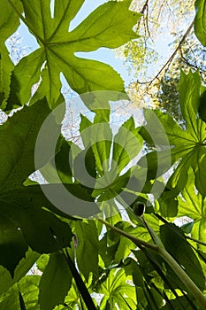 Looking Up through Mayapple Leaves