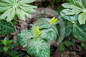 Mayapple and Yellow Trillium Plants