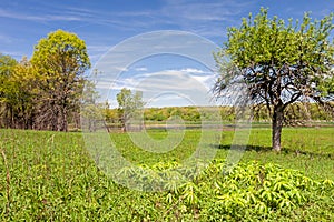 Mayapples Bloom in an Open Meadow photo