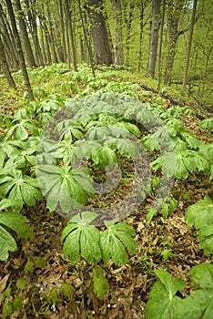 Mayapples in spring.
