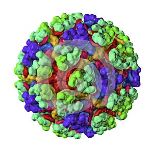 Mayaro virus illustration