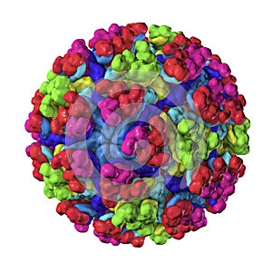 Mayaro virus illustration