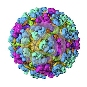 Mayaro virus illustration