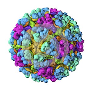 Mayaro virus illustration photo