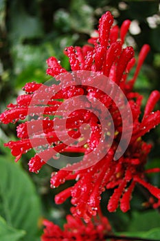 Maybe a grevillea plant on the slopes of mount Kilimanjaro, Tanzania