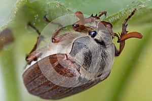 Maybeetle eating leaves