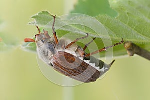 Maybeetle on green leaf
