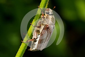 Maybeetle (Melolontha melolontha)