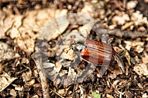 Maybeetle in the old foliage with tectrices out