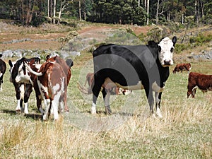 Mayberry Cattle Farm, Tasmania