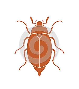 Maybug beetle. Chafer