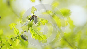 Maybug, chafer beetle is sitting on oak leaf in the forest. Harmful agricultural beatles. Close up.