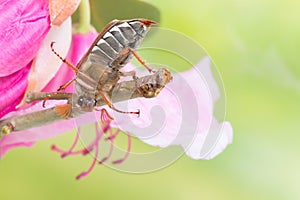 Maybug climbing on flower twig