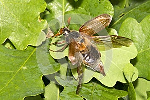 Maybug flying