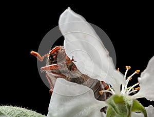 Maybug and fruit-tree flower