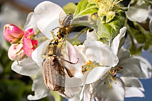 Maybug and honey bee pollinating apple tree flowers in the garden on a spring sunny day. Insects on a branch of white